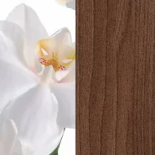 Орхидея белая/Ясень шимо темный