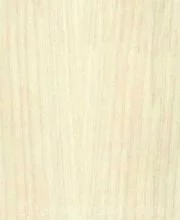 Дуб беленый