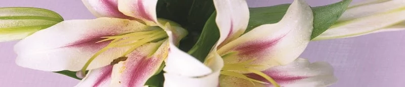 Глянцевый фартук (КОМПОЗИТ) KM 204