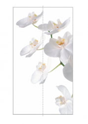 Шкаф-купе двухдверный Экспресс Дуо 1200х2400х Орхидея белая/Ясень шимо светлый / 1200х2400h