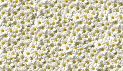 Стол обеденный Прямоугольный 1200х700 фп Ромашки Д006 ЛДСП серый